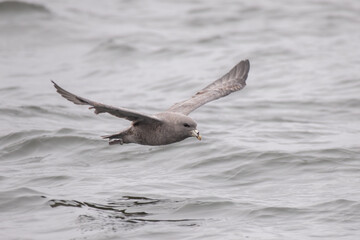 Northern fulmar flying