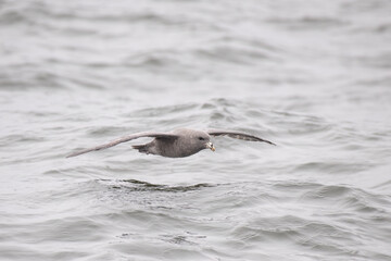 Northern fulmar flying