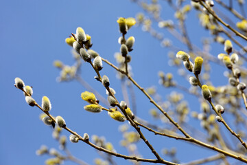 Pussy willow on the branch on blue sky background, yellow blooming verba in spring forest. Palm Sunday symbol, catkins for Easter holiday