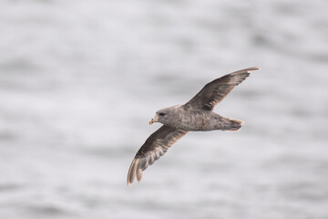 Northern fulmar flying