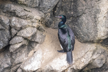 Pelagic cormorant on rock 