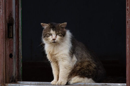 stray cat on the doorstep - Powered by Adobe