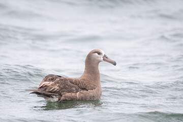 Black-footed albatross in the ocean