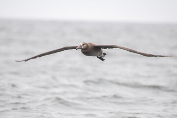 Black-footed albatross flying
