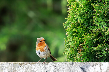 A closeup shot of a European robin bird perched on a wall near trees with a green background