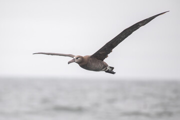 Black-footed albatross flying