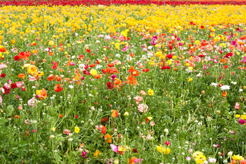 Persian buttercups, field of ranunculus