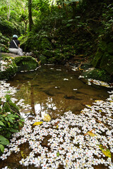 Vernicia fordii falling on the water.