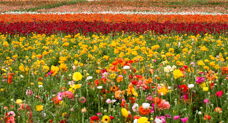 field of colorful buttercups