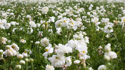 field of white buttercups