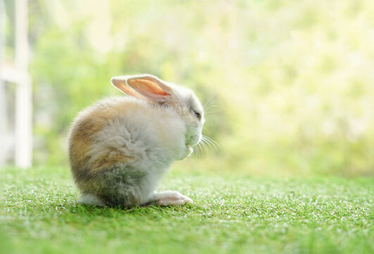 young adorable rabbit sitting on green grasses background nature, cute fluffy bunny, easter symbol