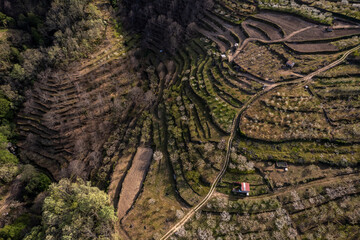 Aerial view of cherry plantations in Valle del Jerte. Spain.