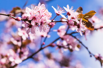 Blooming delicate pink flowers in early spring Blut-Pflaume. Pru