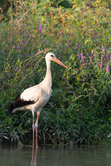 The white stork (Ciconia ciconia) on the riverbank in Italy.