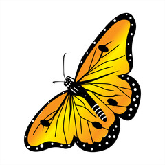 butterfly on a white background