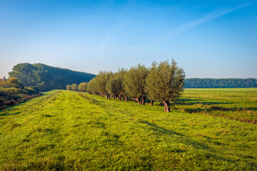 Picturesque landscape with hilly grassland and a row of pollard willows. The photo was taken on a sunny autumn day in the Dutch province of North Brabant. - obrazy, fototapety, plakaty