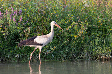 The white stork (Ciconia ciconia) on the riverbank in Italy.