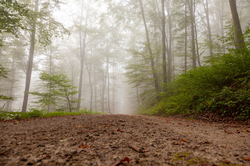 Sandy road in the foggy forest.