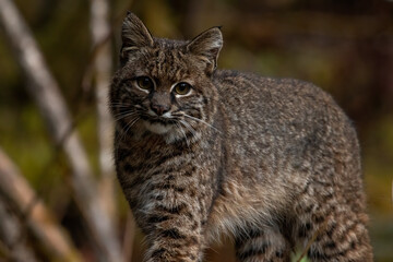 Bobcat in forest