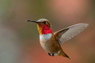 Fototapeta na wymiar Rufous hummingbird flying