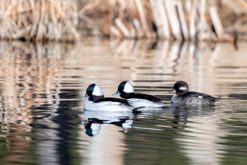 Obraz premium Bufflehead group in pond