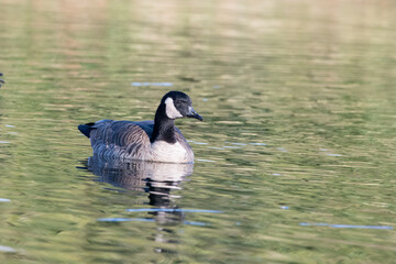 Cackling goose in pond