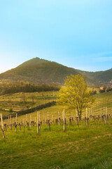 Spring sunset over Colli Euganei hills in Veneto, Italy with vineyard in the foreground and a lone tree in the midground