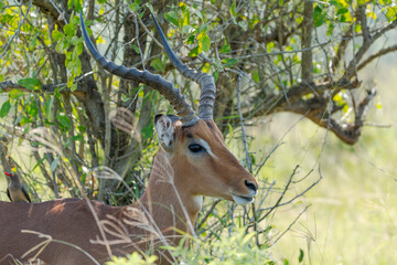 antelope in the woods