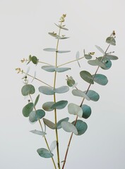 Eucalyptus