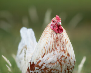 Close up frontal portrait of white rooster