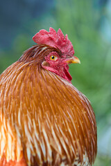 Close up of red rooster isolated on blurred green background