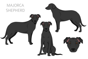 Majorca Shepherd dog clipart. All coat colors set.  All dog breeds characteristics infographic