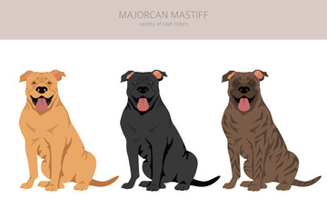 Majorcan Mastiff clipart. All coat colors set.  All dog breeds characteristics infographic