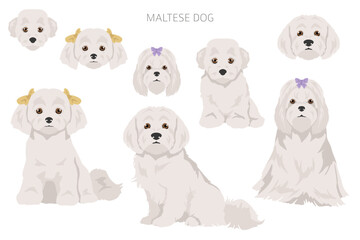 Maltese dogs in different poses. Adult and great dane puppy set - obrazy, fototapety, plakaty