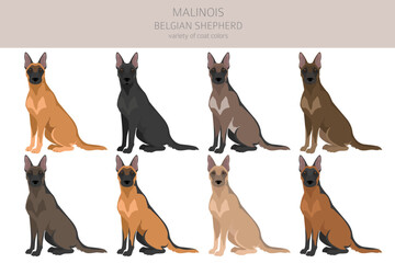 Belgian Malinois clipart. Different poses, coat colors set