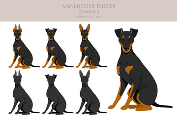 Manchester terrier standard clipart. Different poses, coat colors set - obrazy, fototapety, plakaty