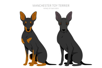 Manchester toy terrier clipart. Different poses, coat colors set