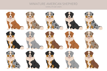 Miniature american shepherd clipart. Different poses, coat colors set - obrazy, fototapety, plakaty