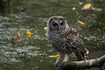 Barred owl in pond