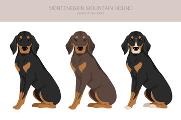 Montenegrin Mountain hound clipart. All coat colors set. All dog breeds characteristics infographic