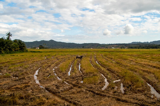 Sunset over rice fields, with water buffelo Langkawi, Malaysia