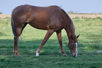 Obraz premium Brown horse grazes in meadow