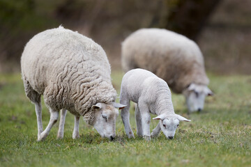 Obraz na płótnie Canvas White lamb and mother ewe grazing