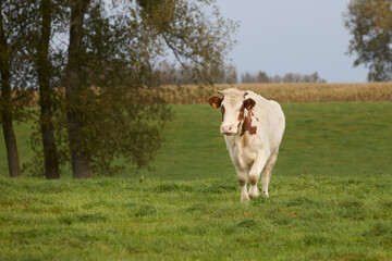 White brown cow in the meadow in Flemish Ardennes Belgium