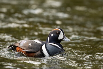 Harlequin duck in river