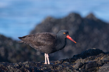 Black oystercatcher