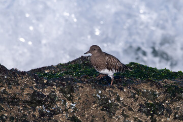 Black turnstone