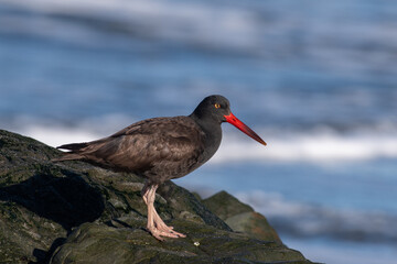 Black oystercatcher 