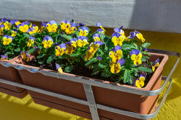 balcony with flowers