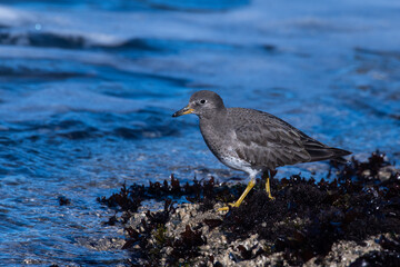 Surfbird 